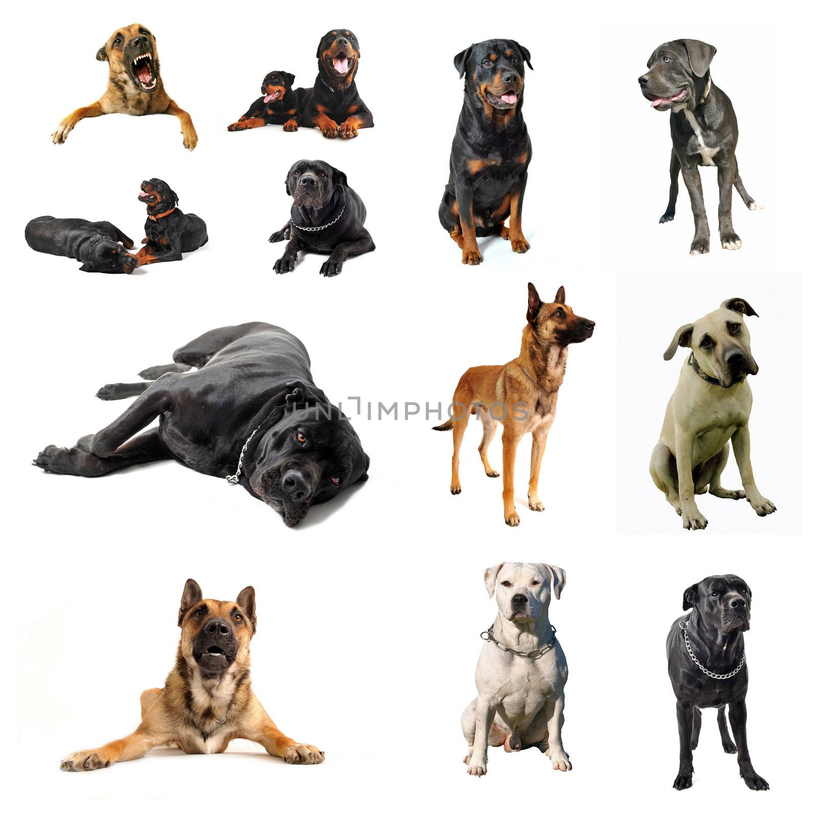 composite picture with purebred  guard dogs in a white background
