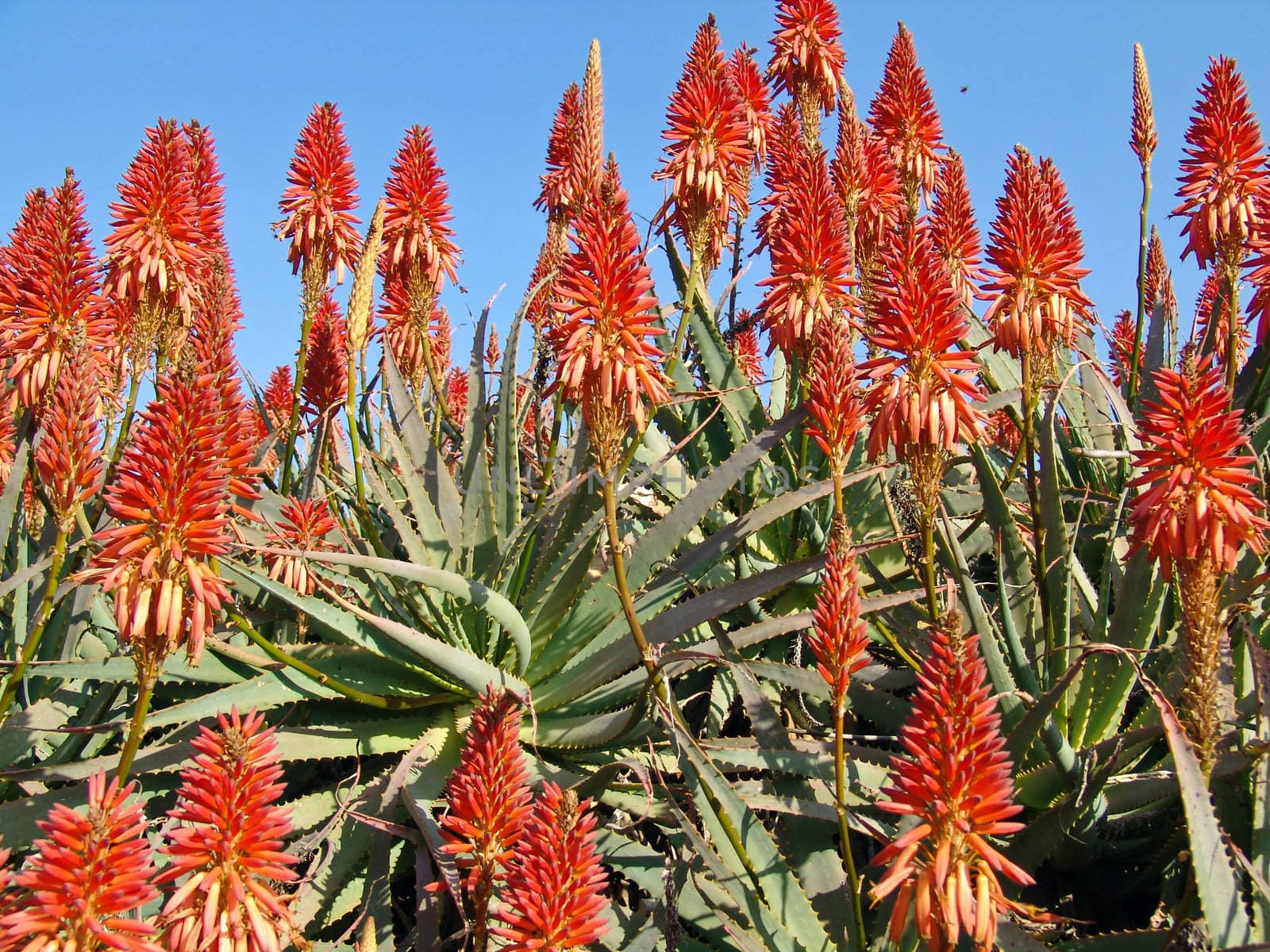 Image of an aloe plants garden