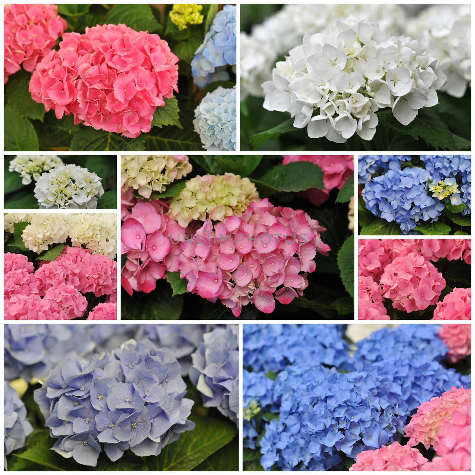 blossom of pink blue and white Hydrangea (Hortensia) in a garden