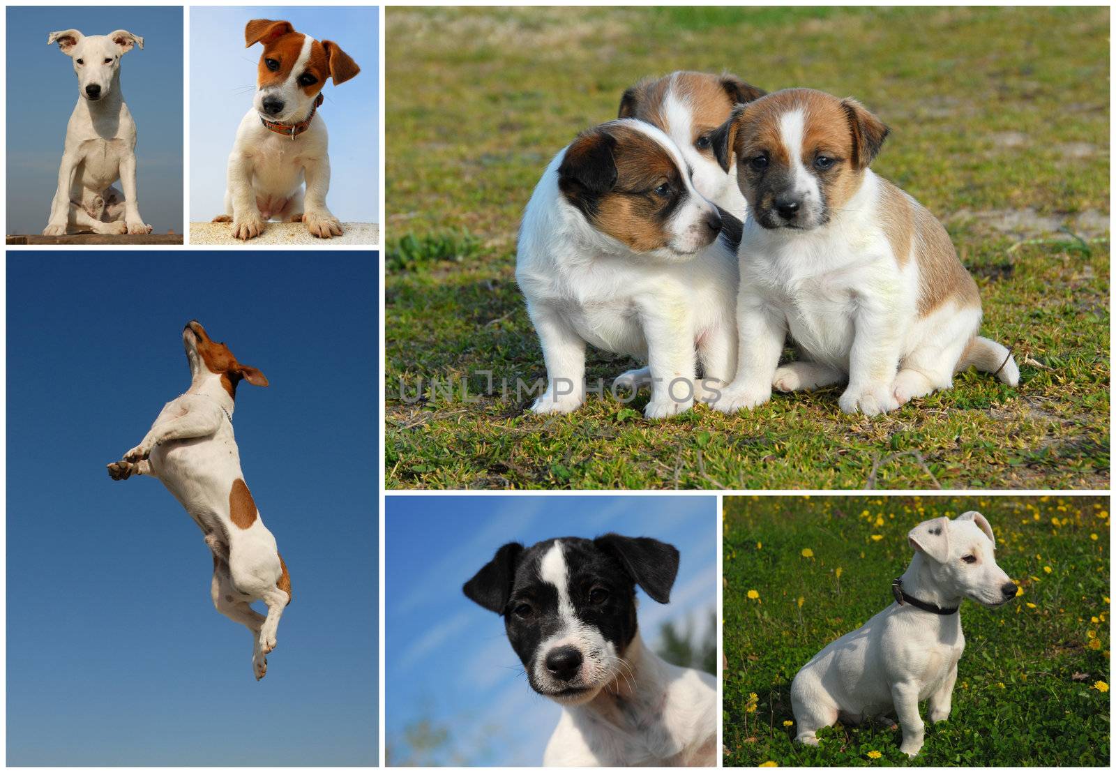 composite picture with purebred dogs and puppies Jack Russel terrier outdoors