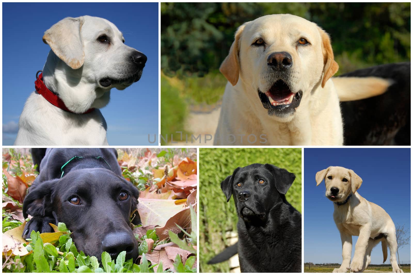 composite picture with purebred dogs and puppy labrador retriever