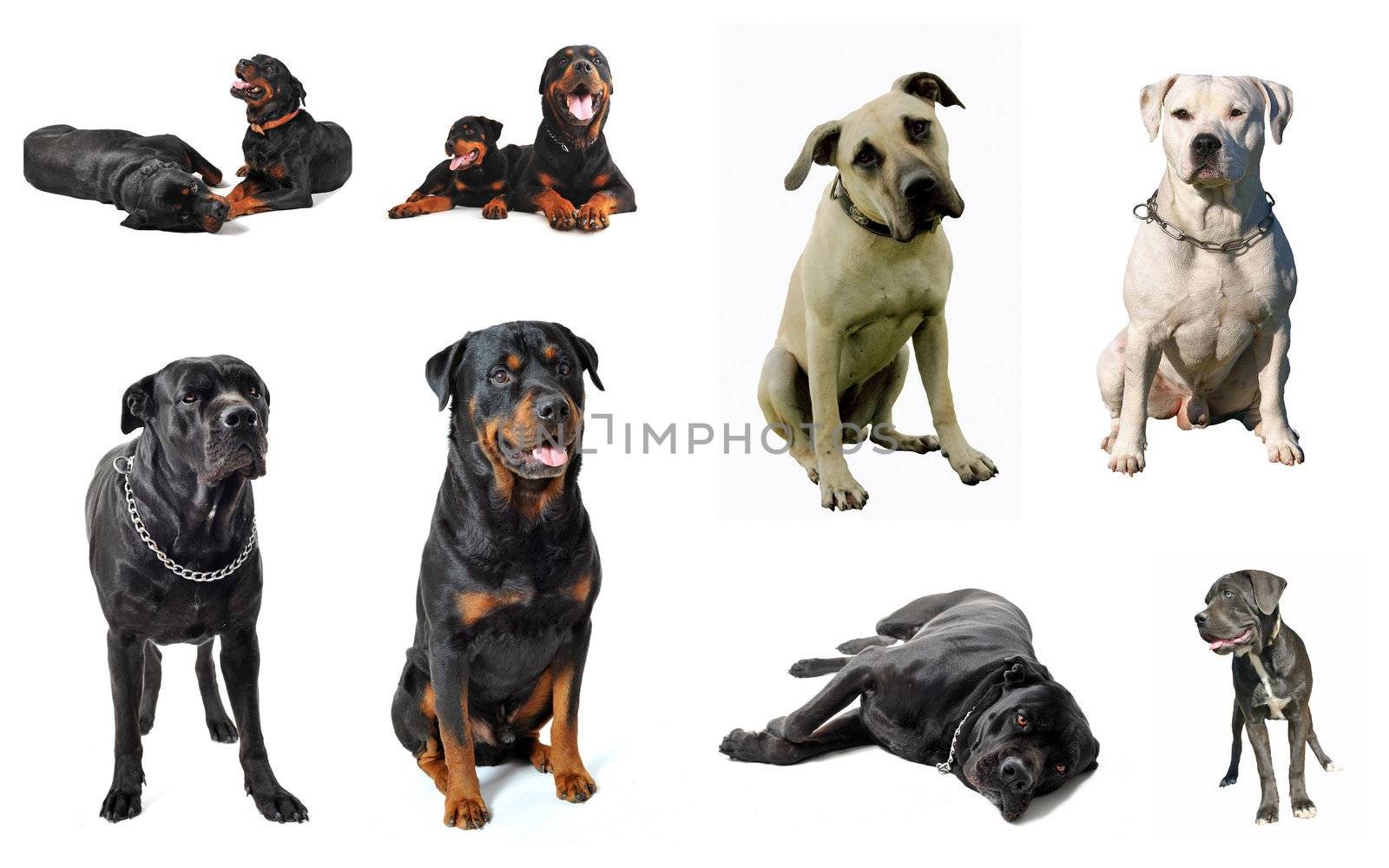 composite picture with purebred  guard dogs in a white background