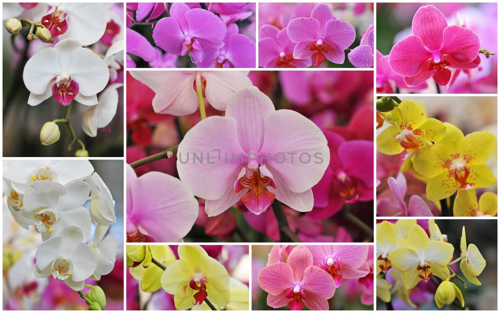 close-up of a beautif flower of phalaenopsis