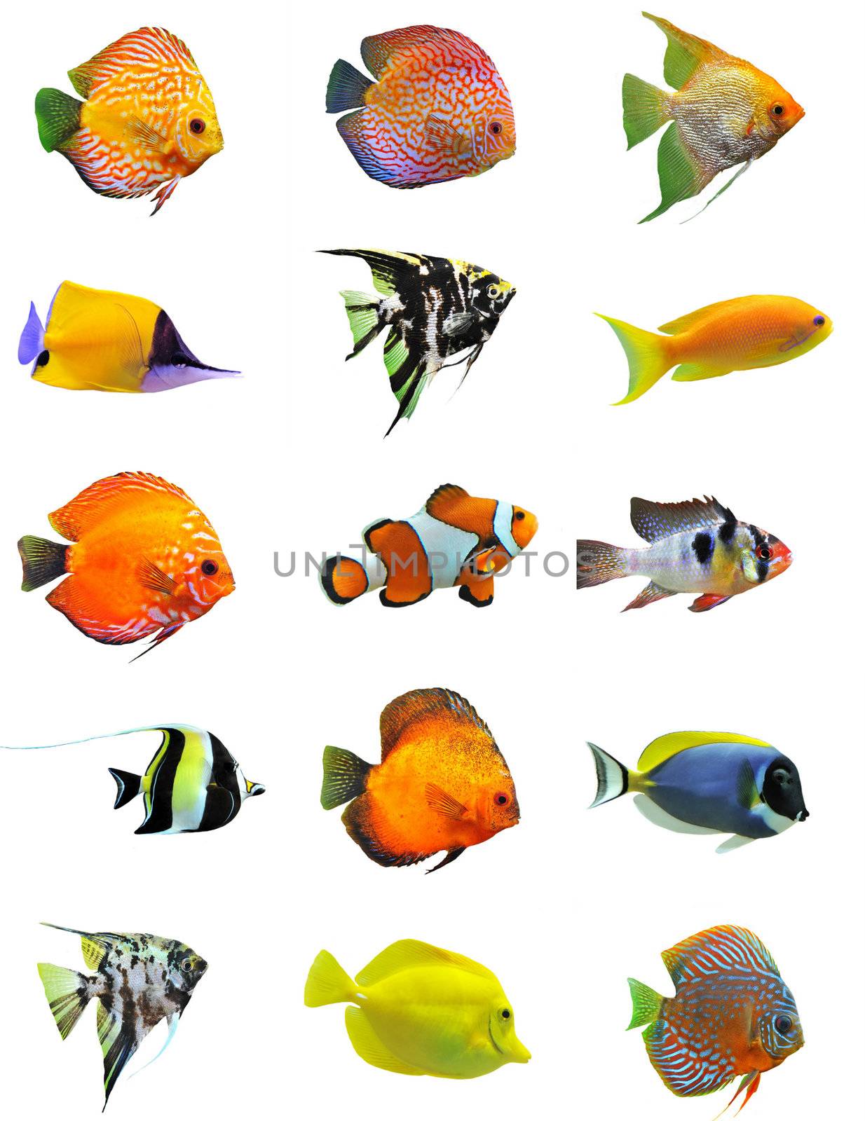 fishes by cynoclub