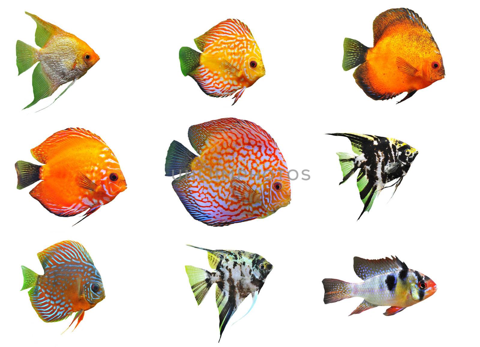 group of fishes on a white background