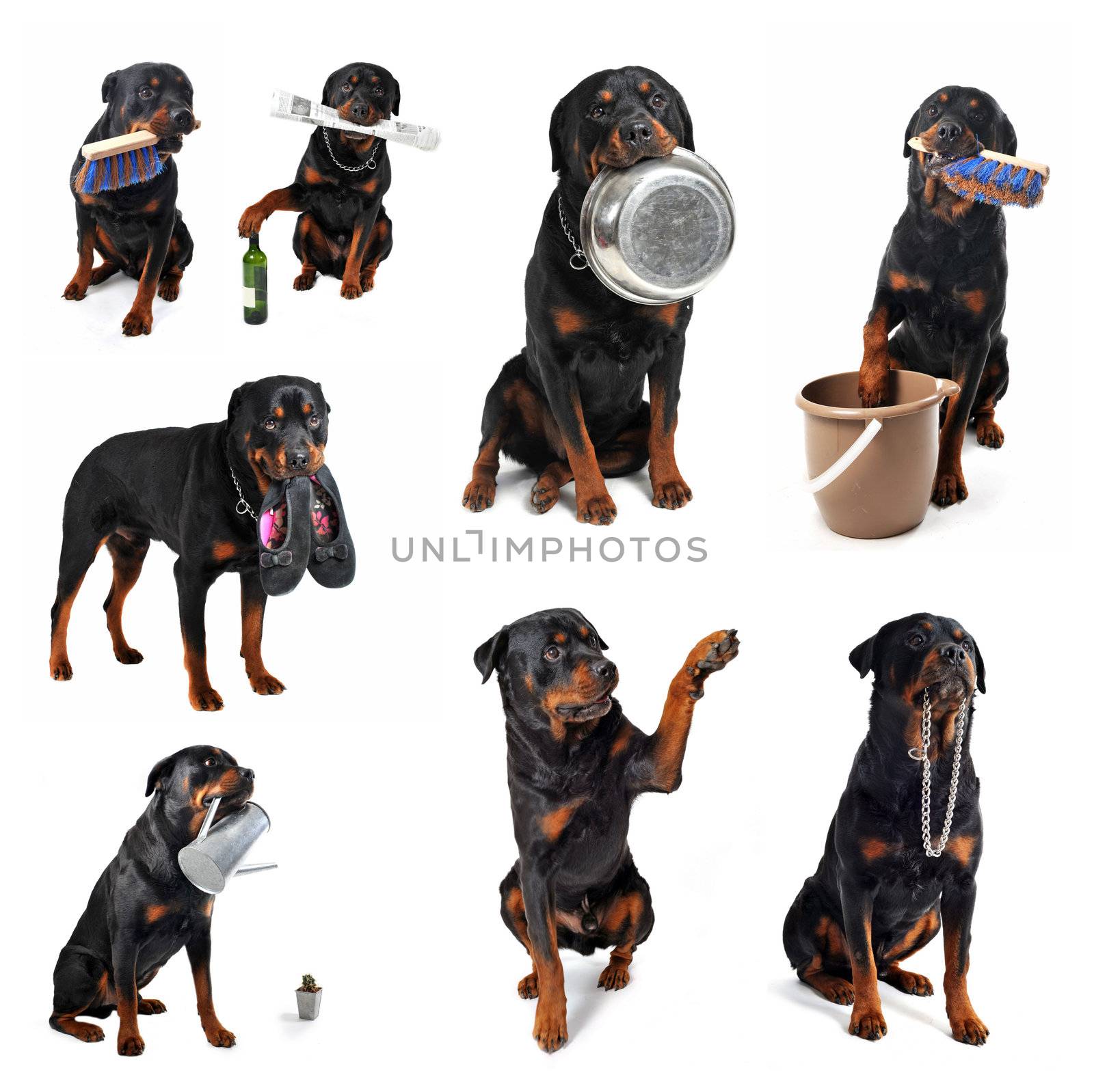 rottweiler and objects by cynoclub