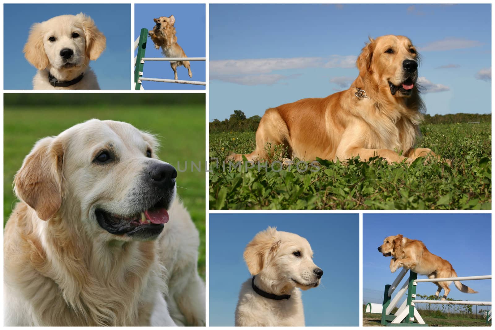 composite picture with purebred dogs and puppies golden retriever