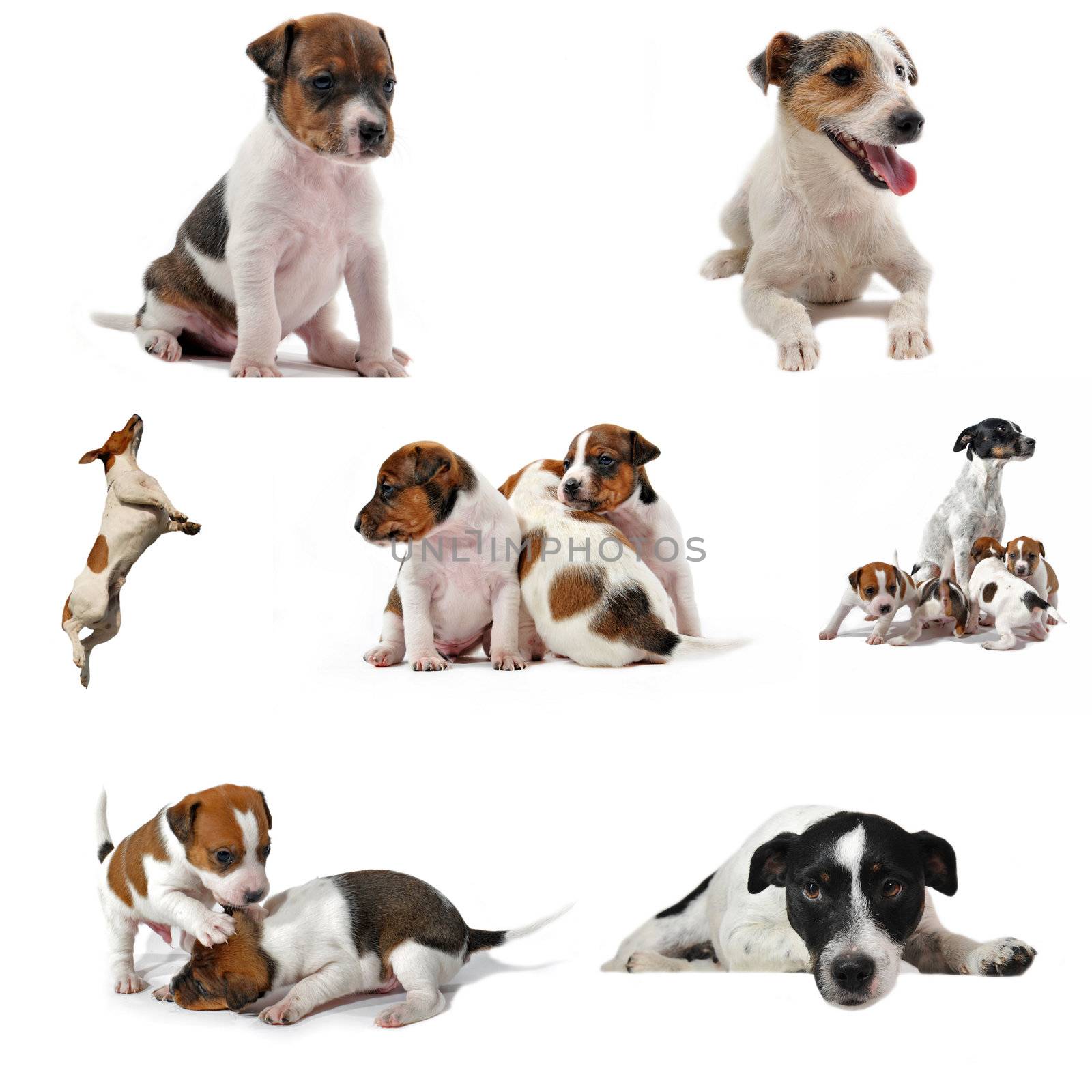 composite picture with purebred jack russel terrier on a white background