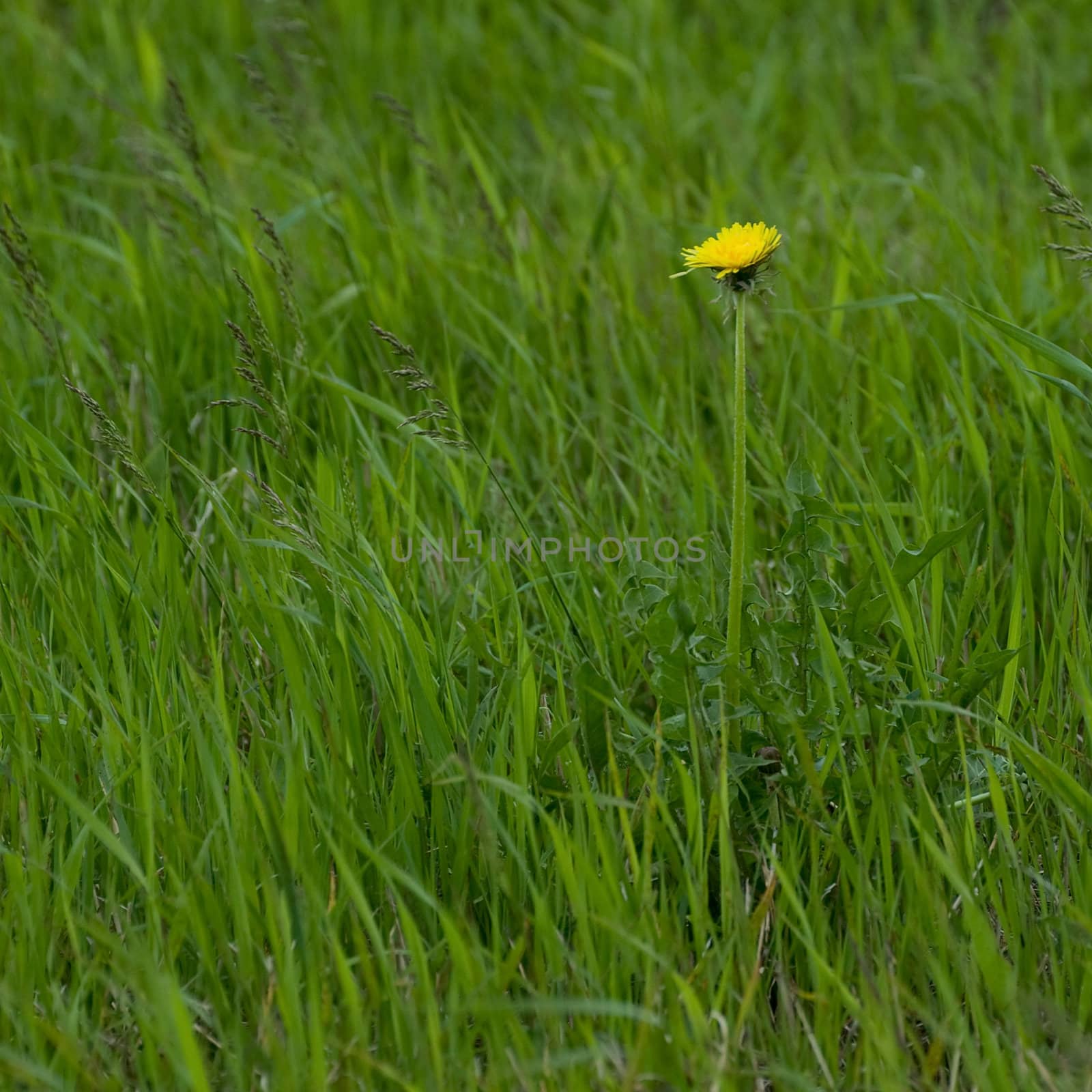Green summer lawn with one yellow dandelion