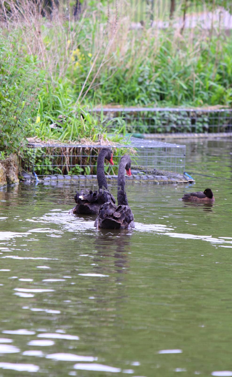 pair of black swans