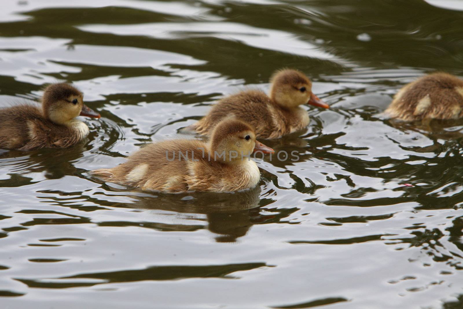 ducklings by mitzy