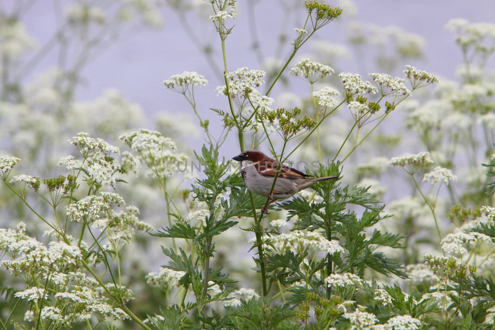 house sparrow