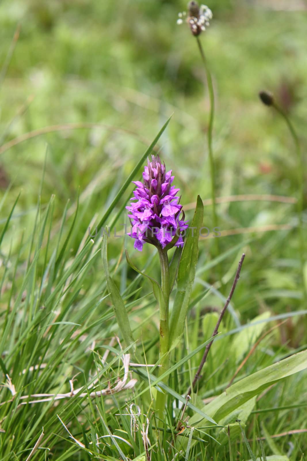 wild orchid