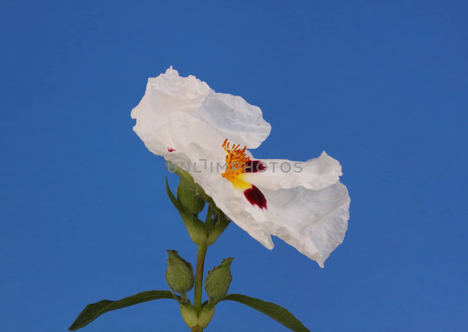 white cistus