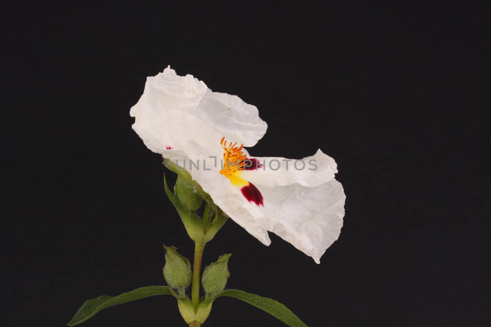 white cistus