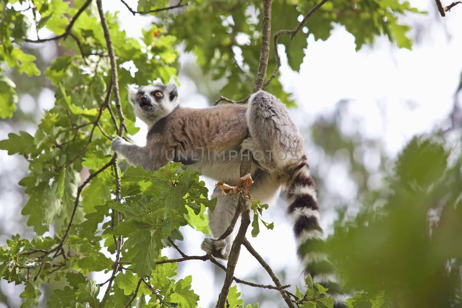 Lemur by kjorgen
