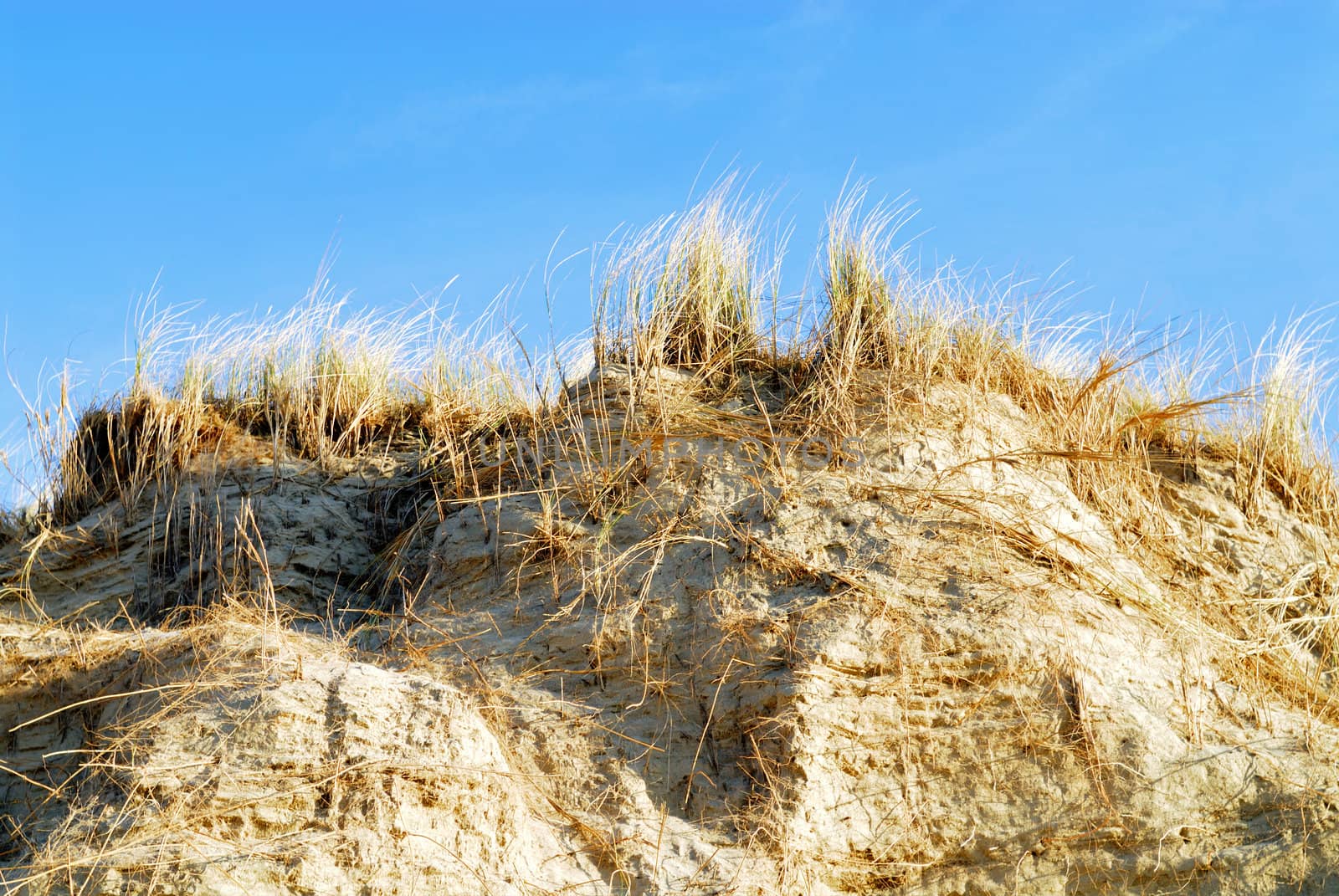 wavy grass and sand along the sea