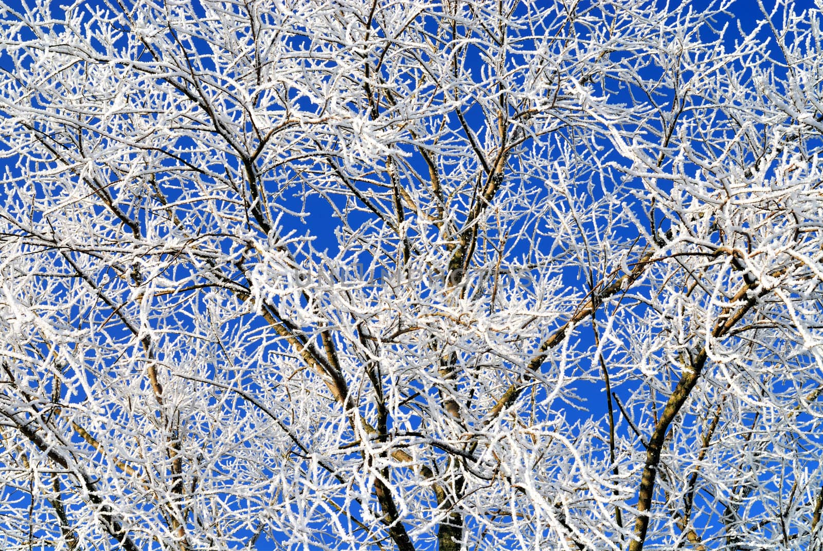 frost rime on branches of a tree