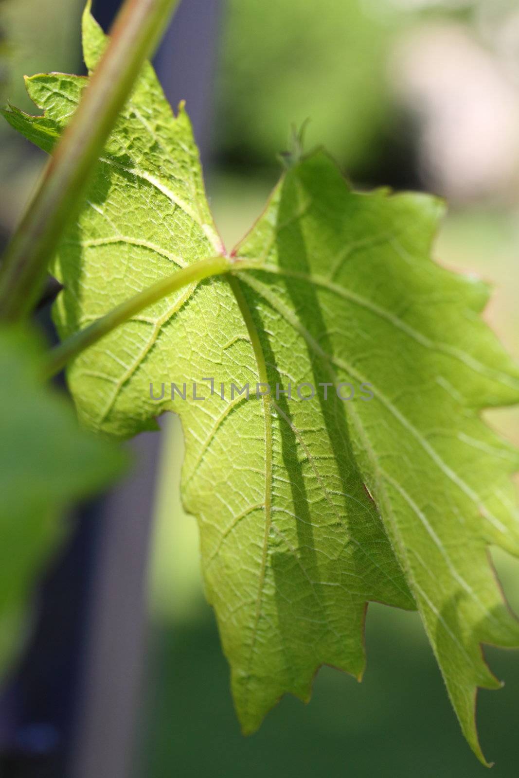 grape vine leaf by mitzy