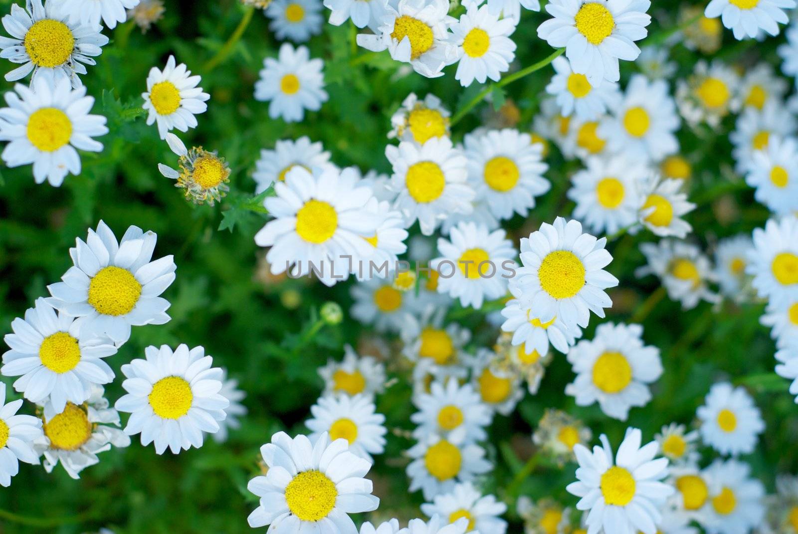 The entire filed of view is white spring daisies with a shallow DOF