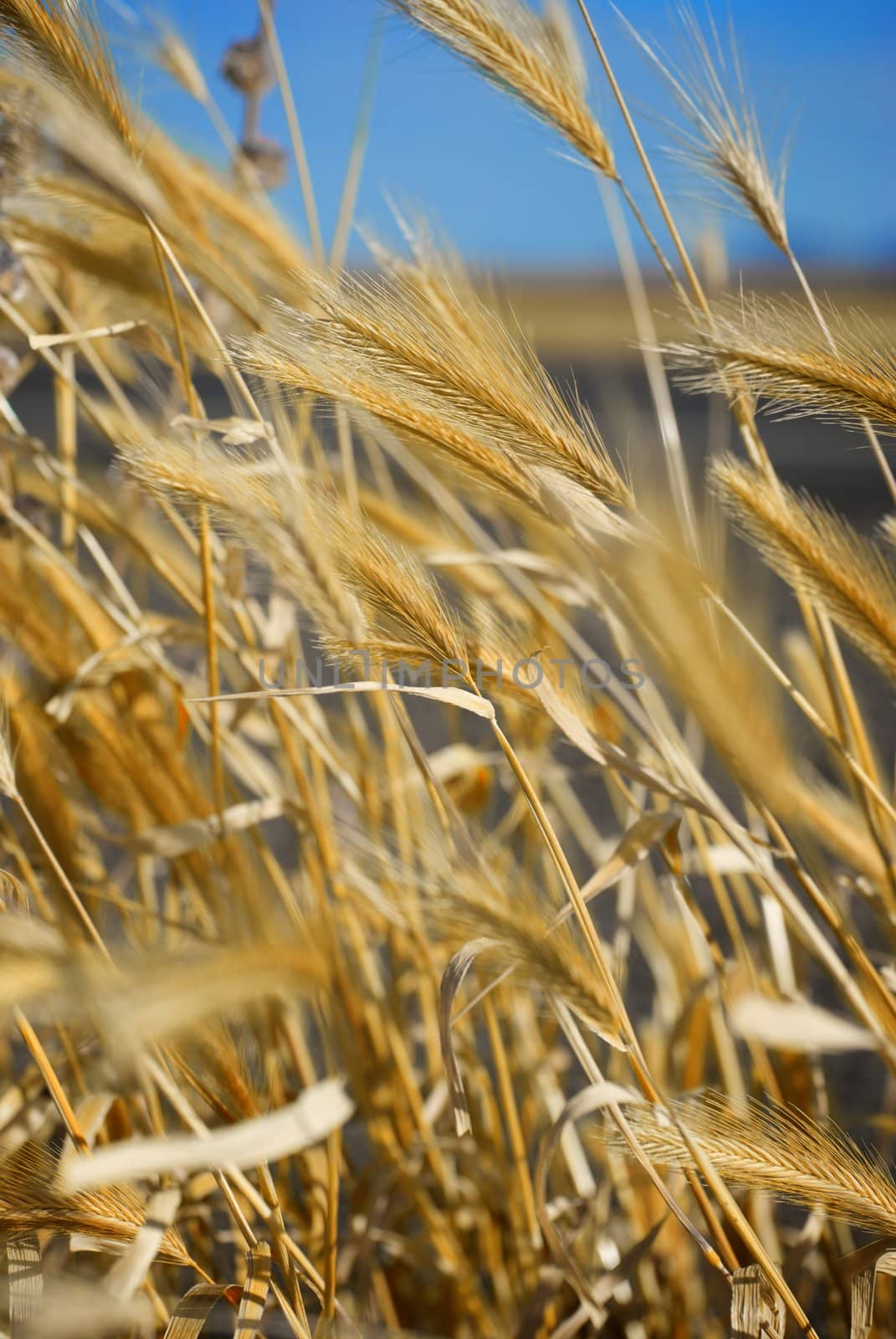 Golden Wheat with Blue Sky by pixelsnap