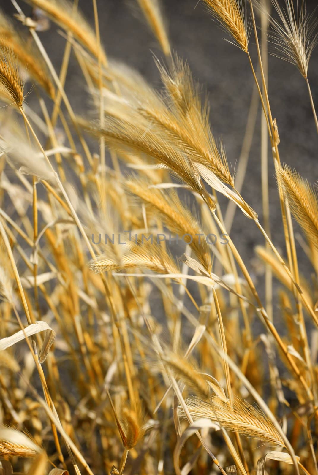 Stalks of Golden Wheat by pixelsnap