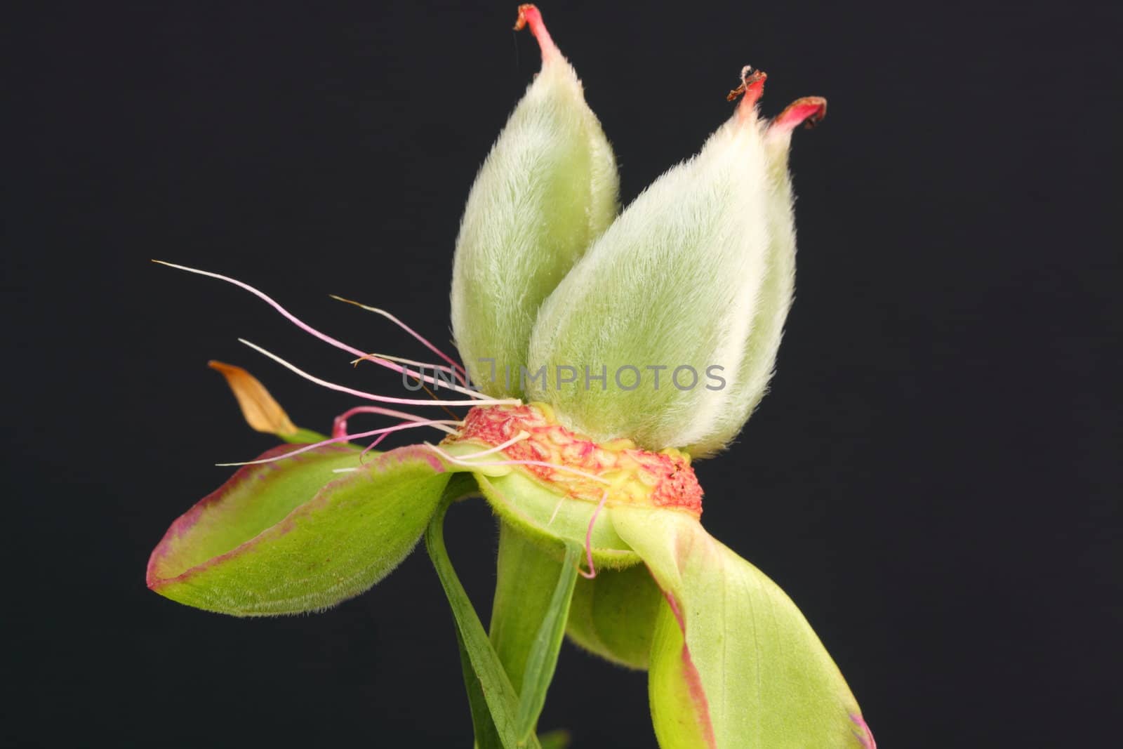 Peony seed head