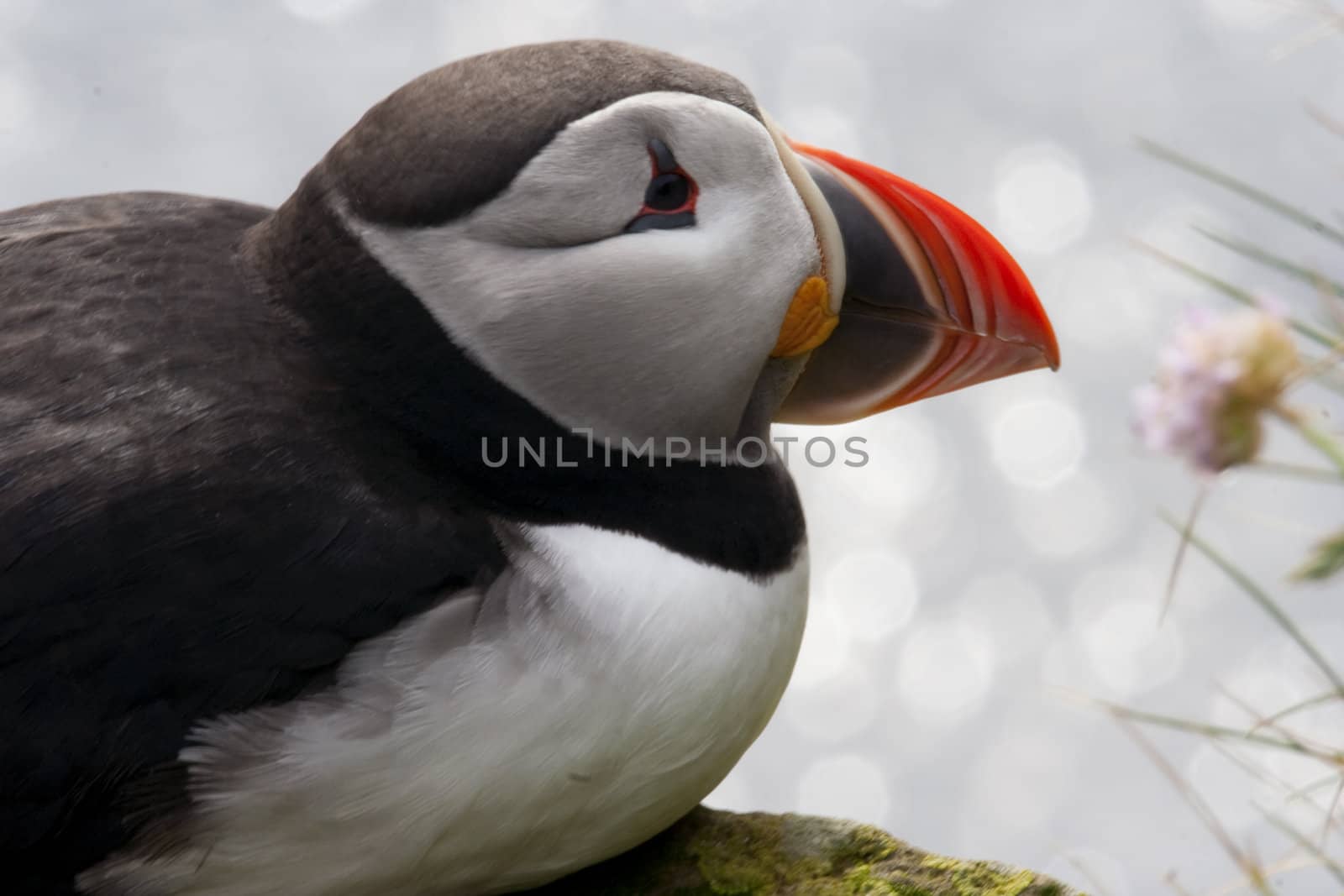 Winsome and wild view of Atlantic puffin on Icelandic coastal cliff with glimpse of pink clover