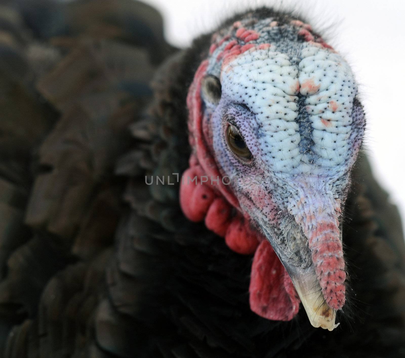 Close-up portrait of a young wild turkey