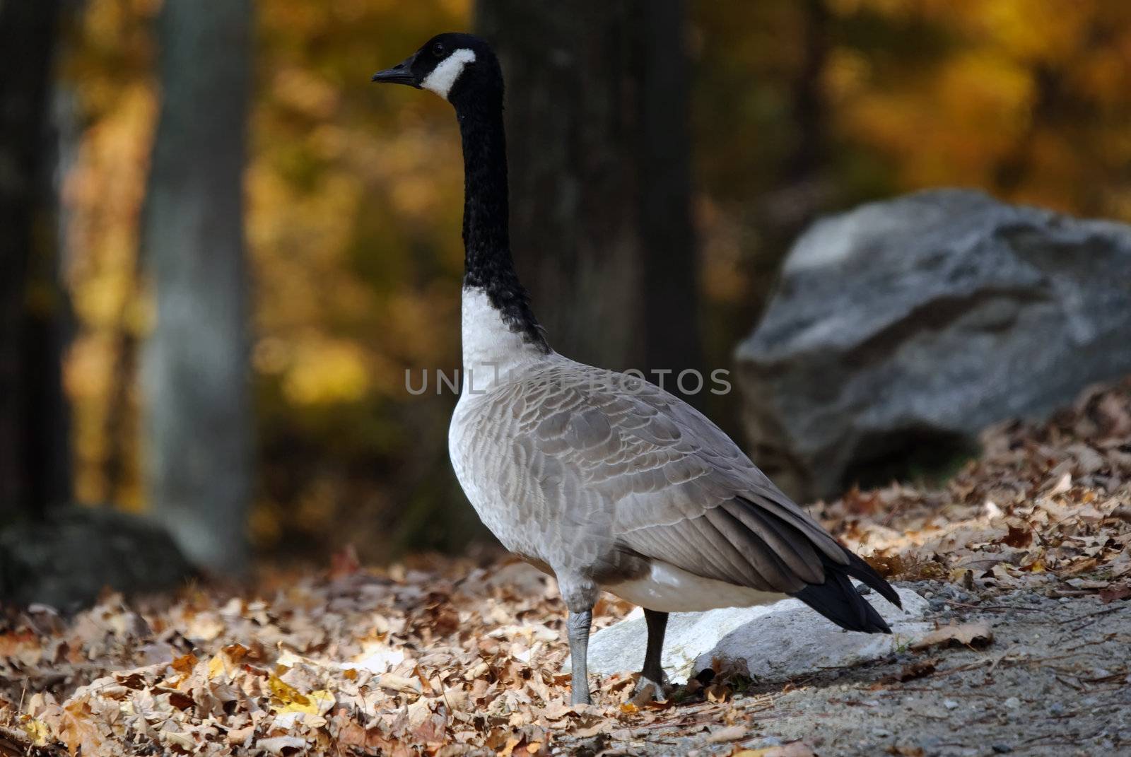 Canada Goose by nialat