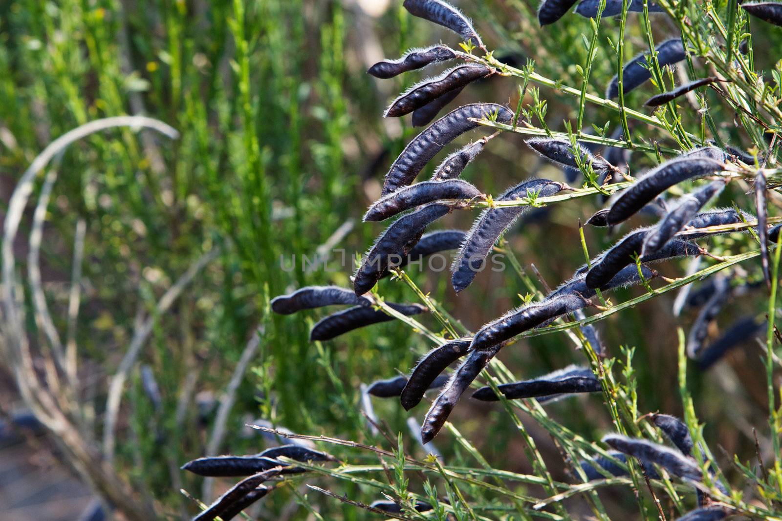 Wild black seed pods with soft focus green plant background