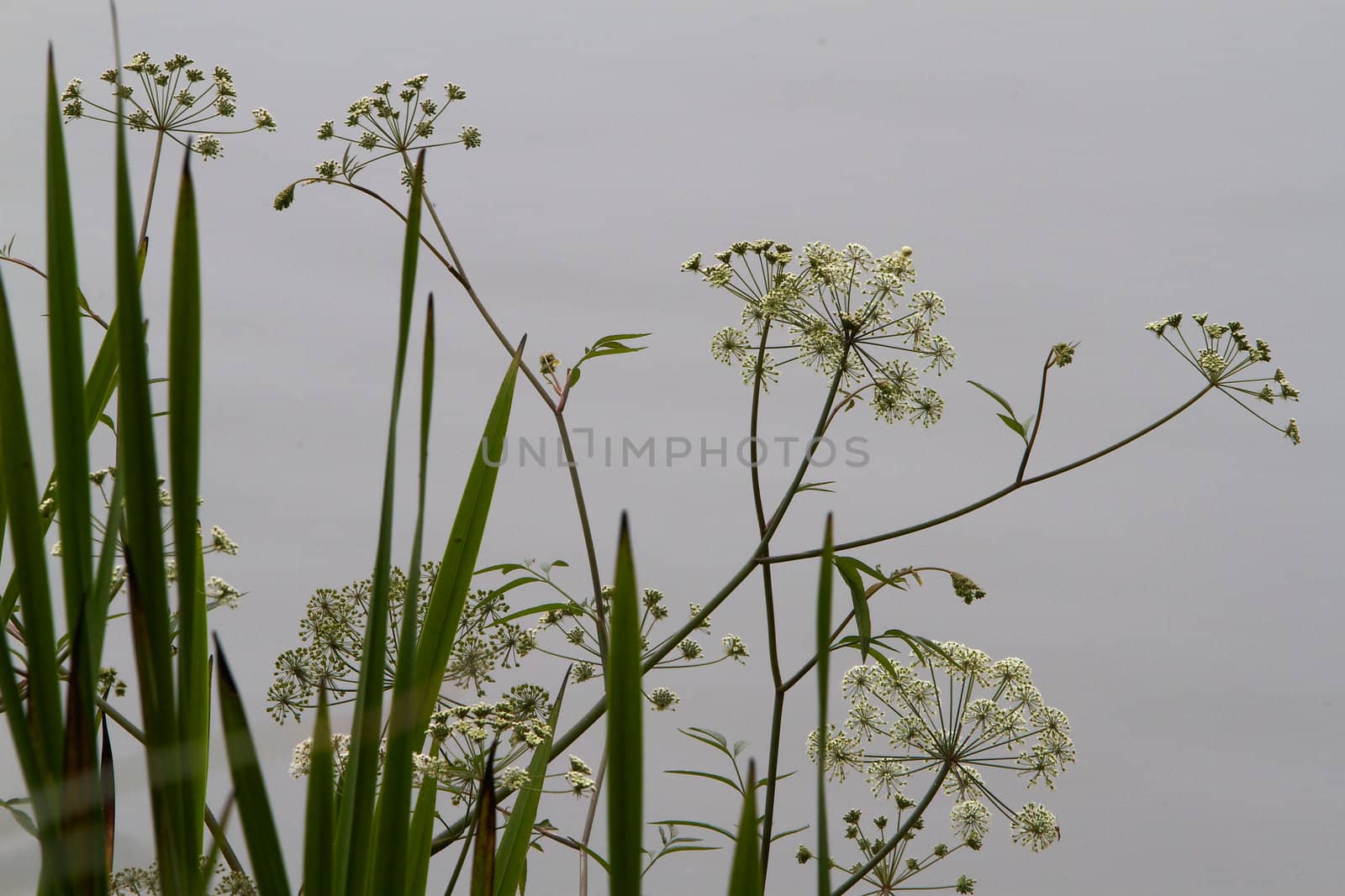 Small white field flowers full by bobkeenan