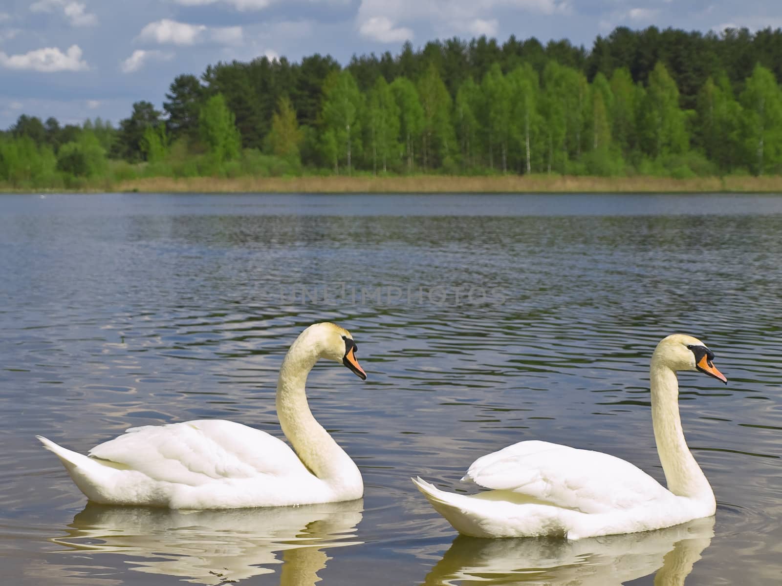 Two swans by SNR