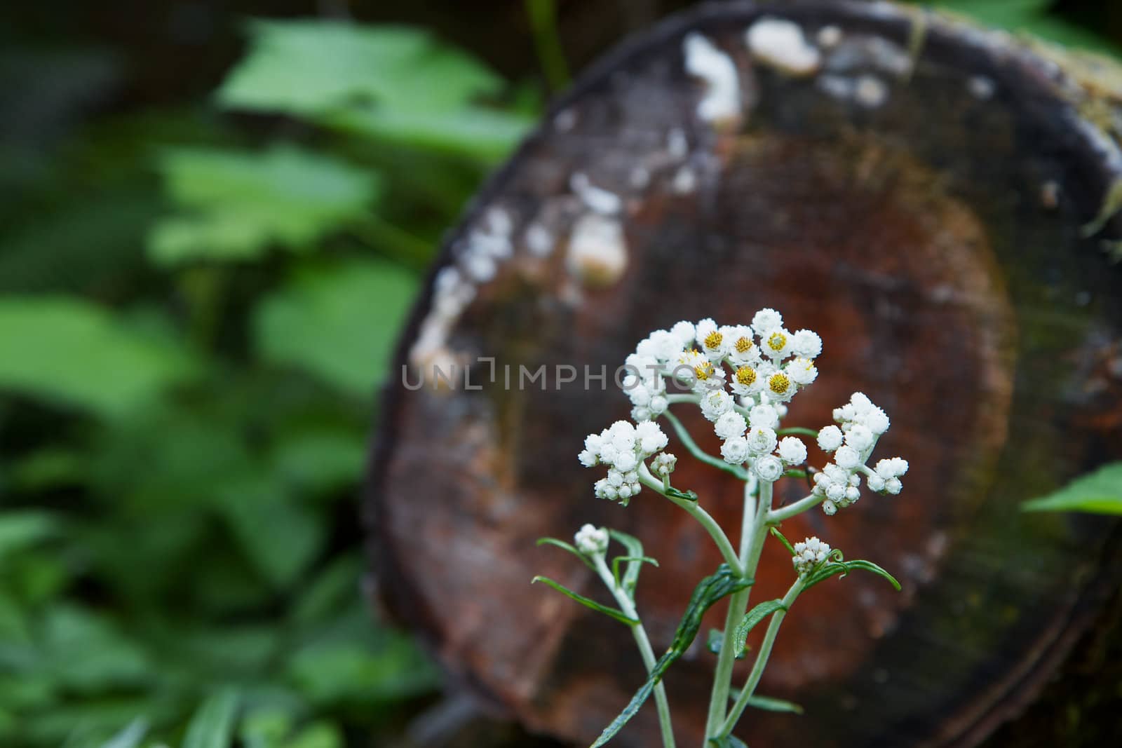 Small white flowers in a fleld  with against a soft focus log