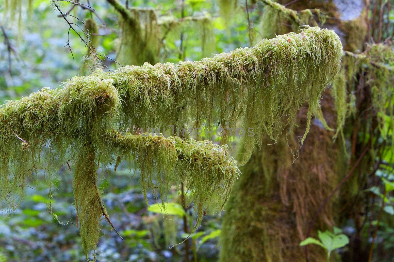 Spanish Moss Branch hanging from several branches with on in focus