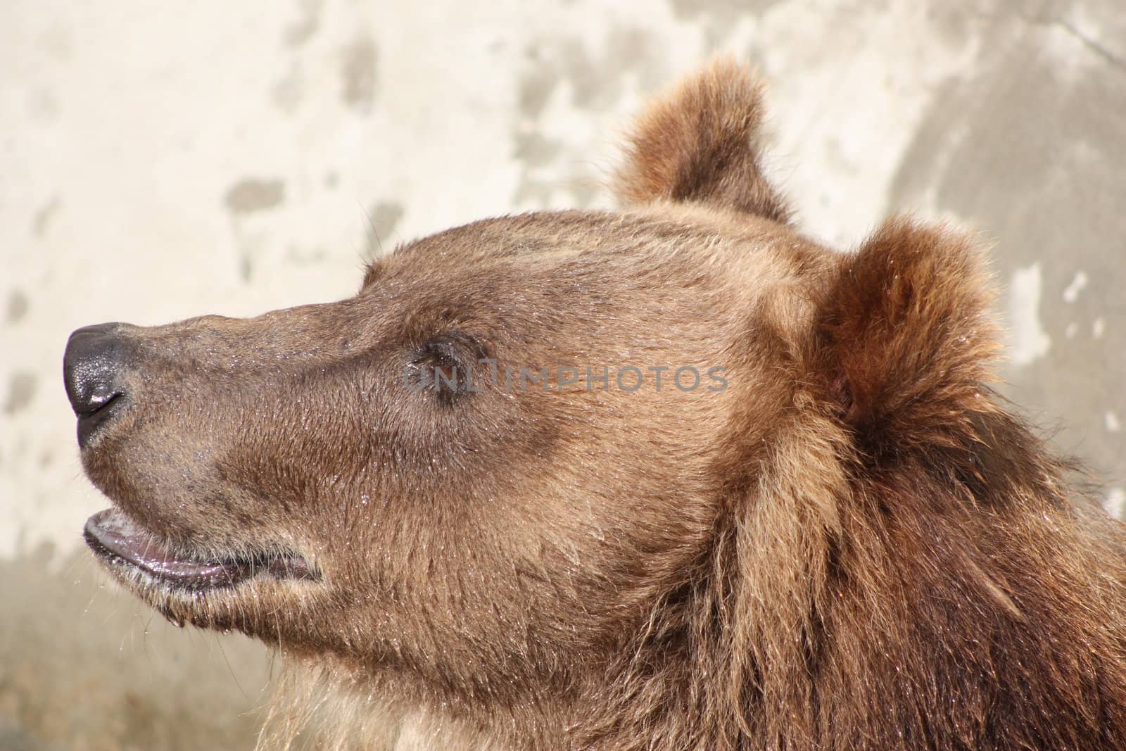 Brown bear in the Moscow Zoo on the background of stone