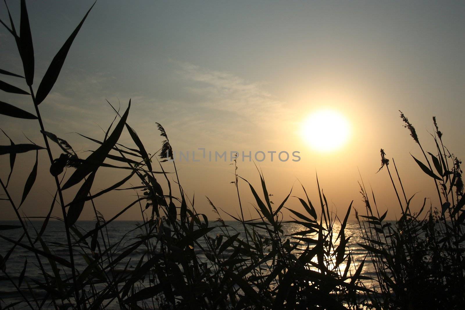 herb silhouette against the background of the rising sun