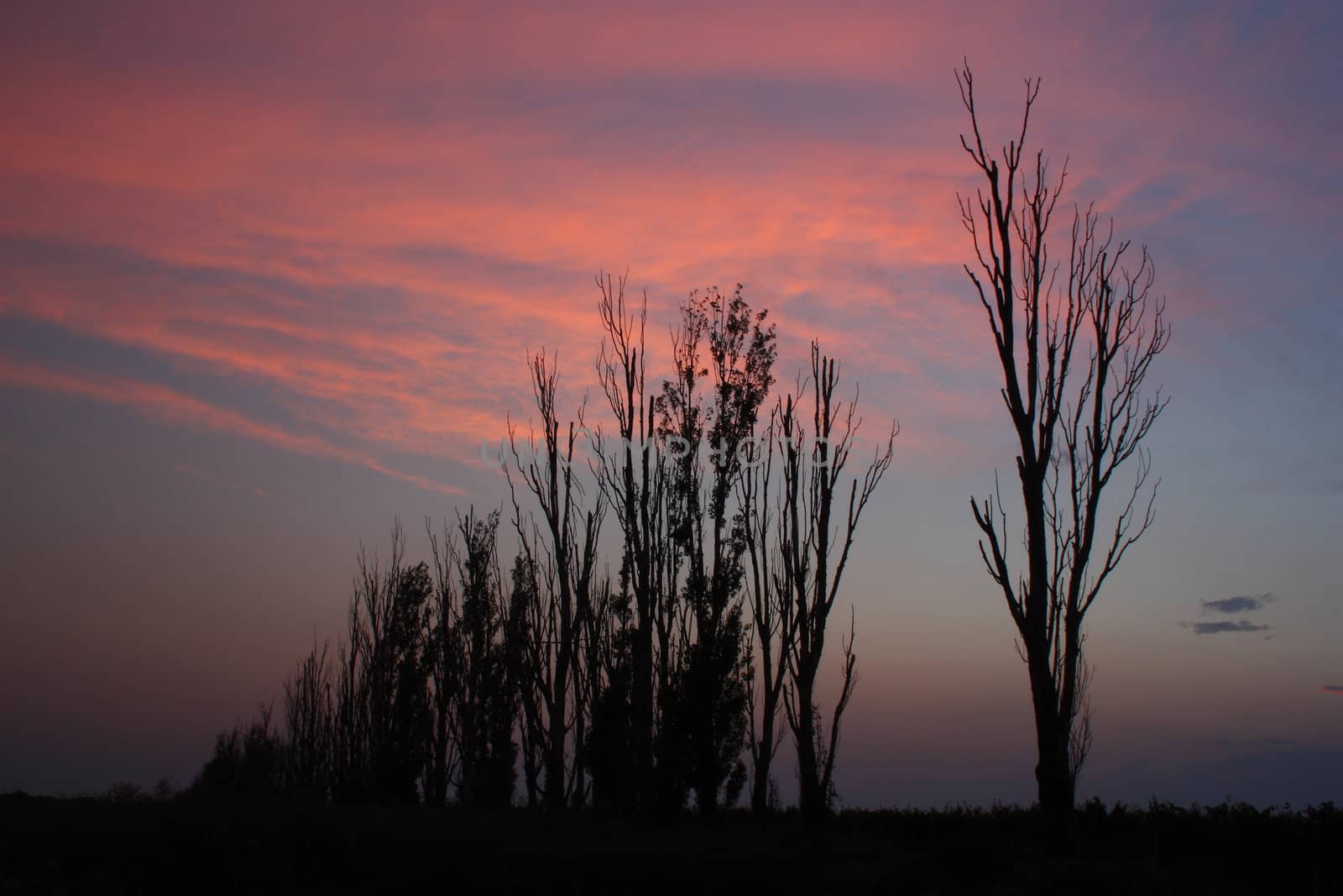 silhouettes of trees against the evening purple sky 