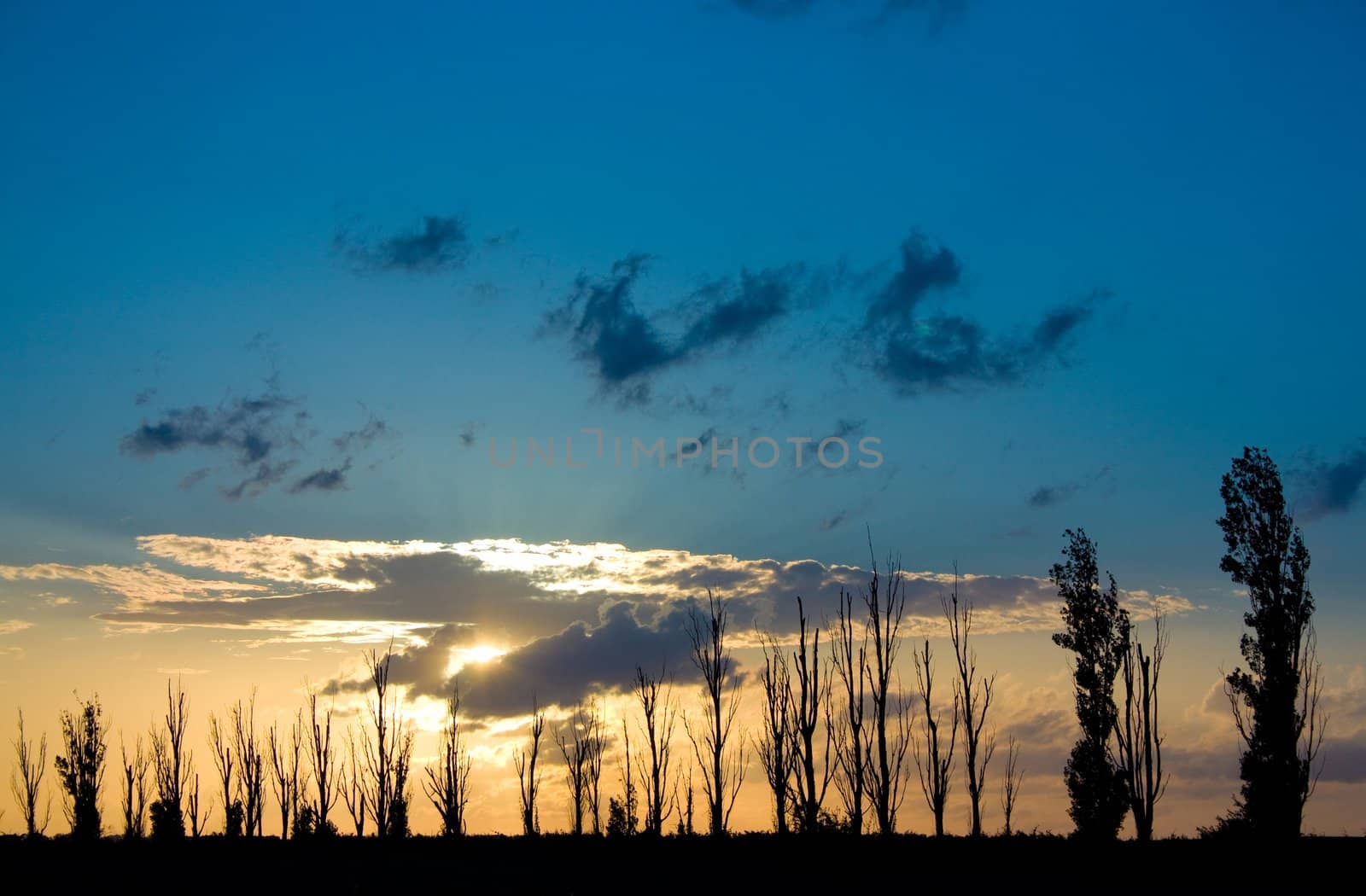 trees silhouette against the background of the blue sky