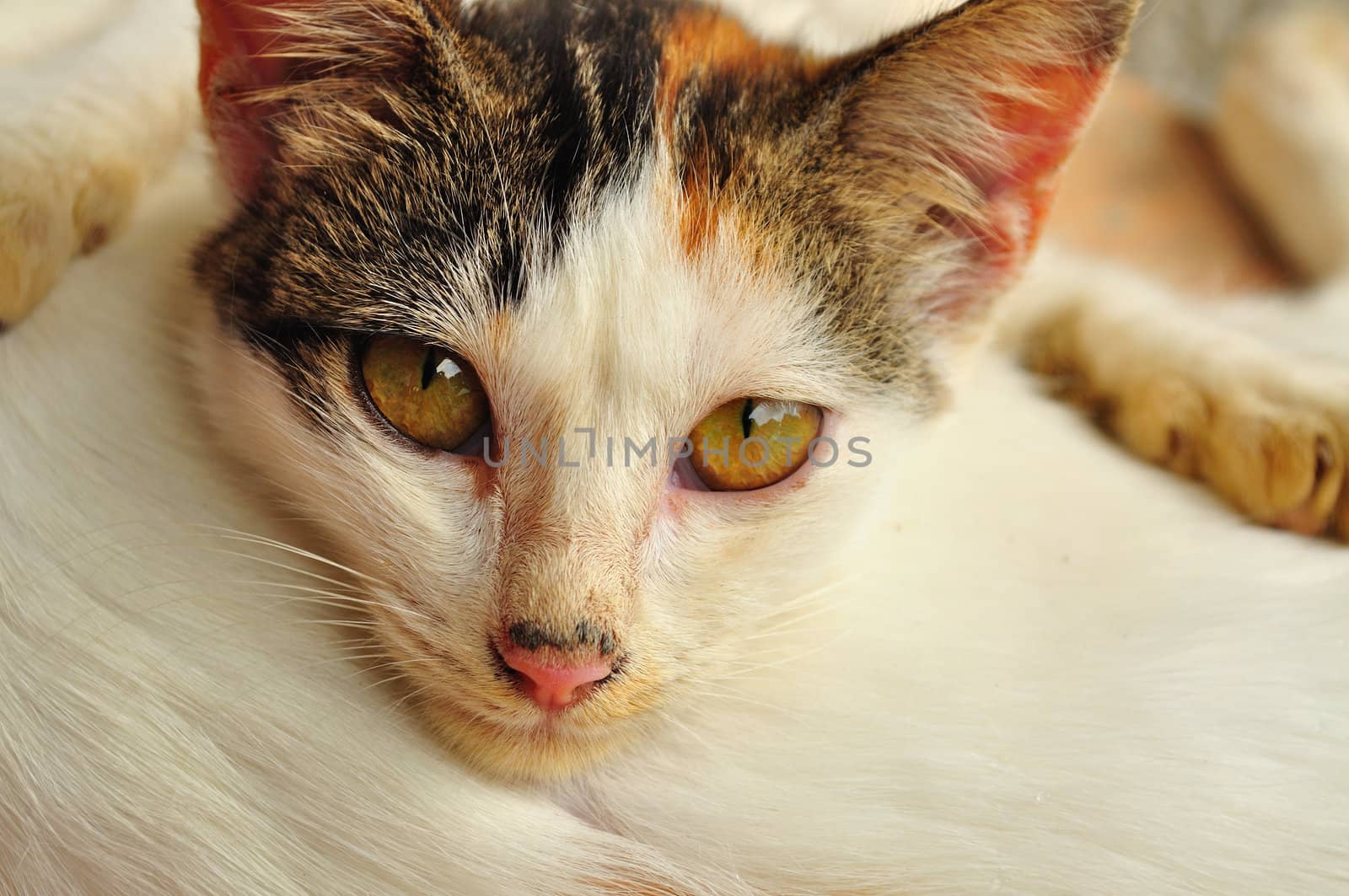 Unblinking stare of a calico kitten 