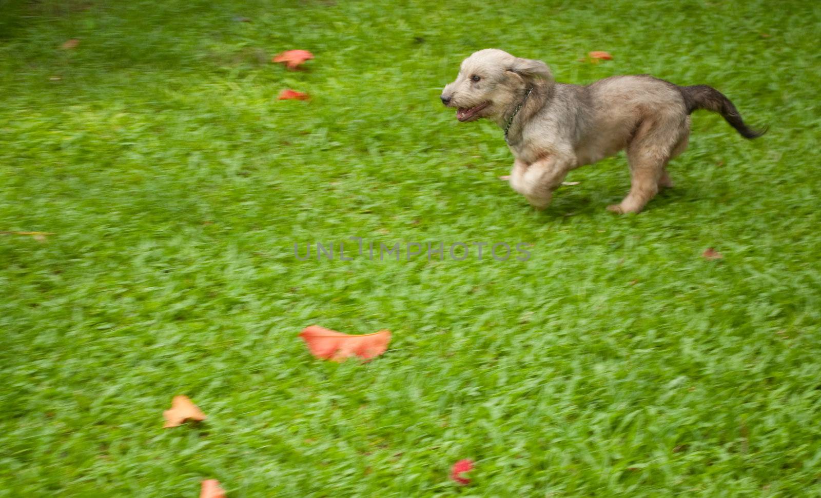 Adorable cute puppy running as if she's flying.
