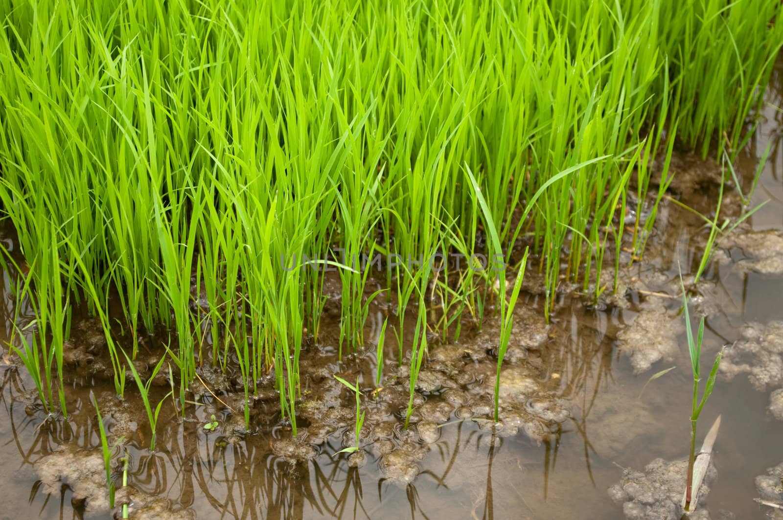 A small patch of rice field in the Philippines