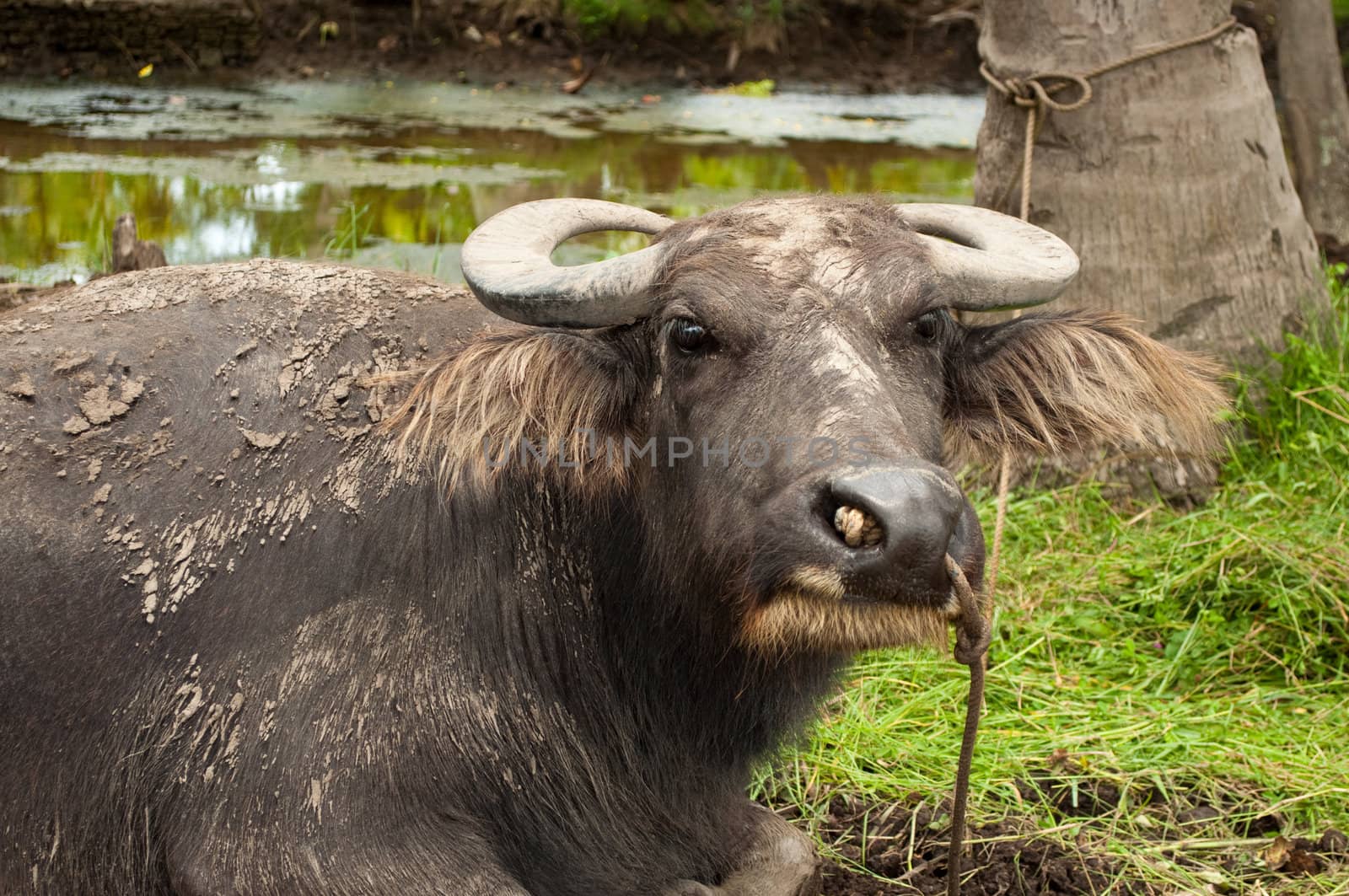 Water buffalo by alvinb