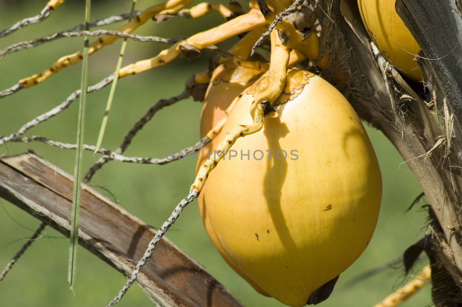Coconuts by vladikpod
