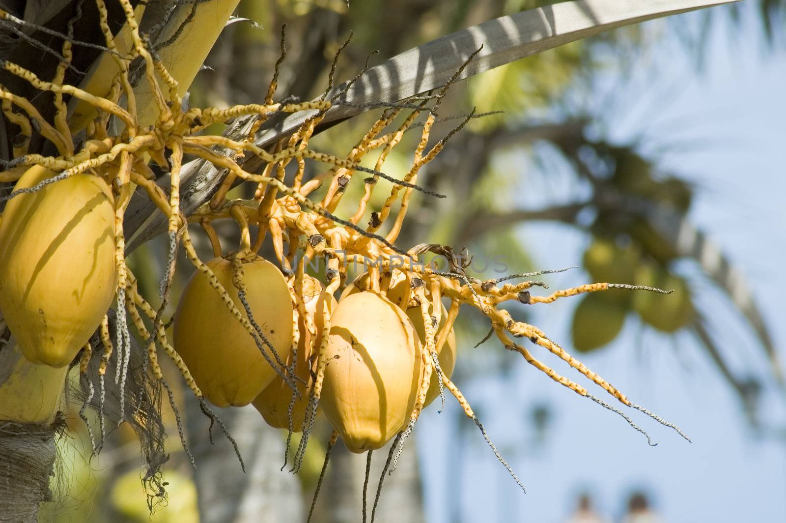 A bunch of coconuts growing an a palm tree