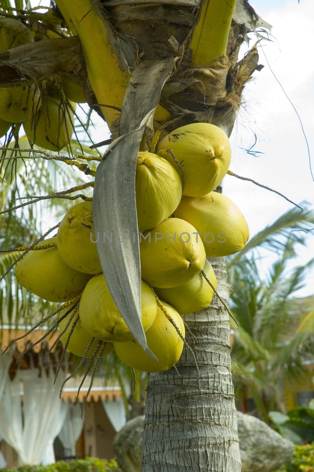 A bunch of coconuts growing an a palm tree
