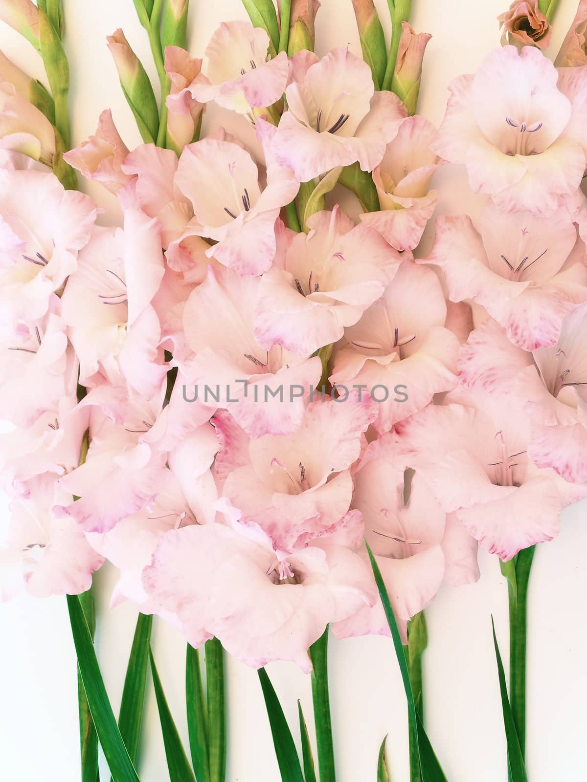 photo of the beautiful pink gladiolus closeup