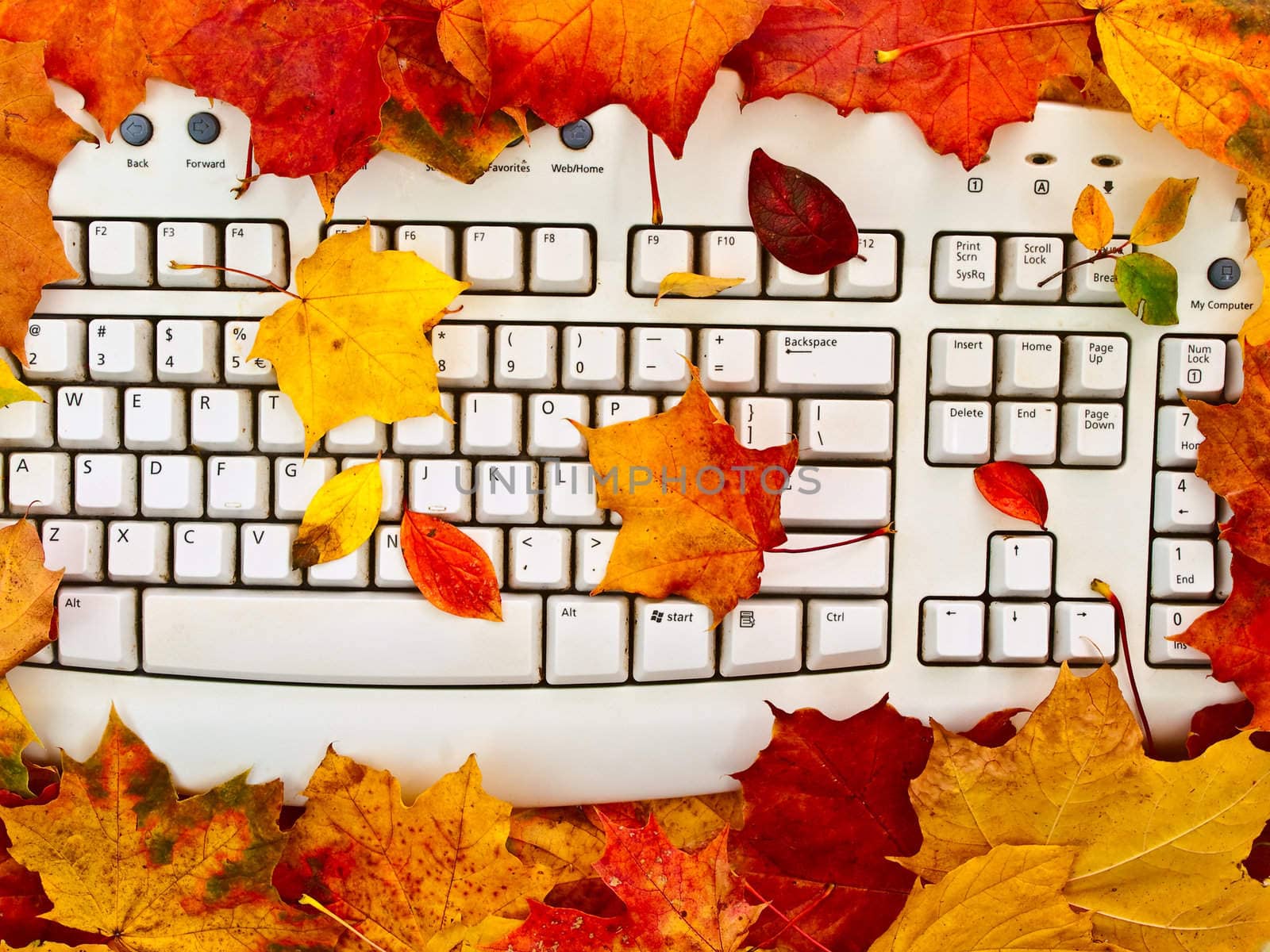  Photo of the keyboard in the bright autumn leaves