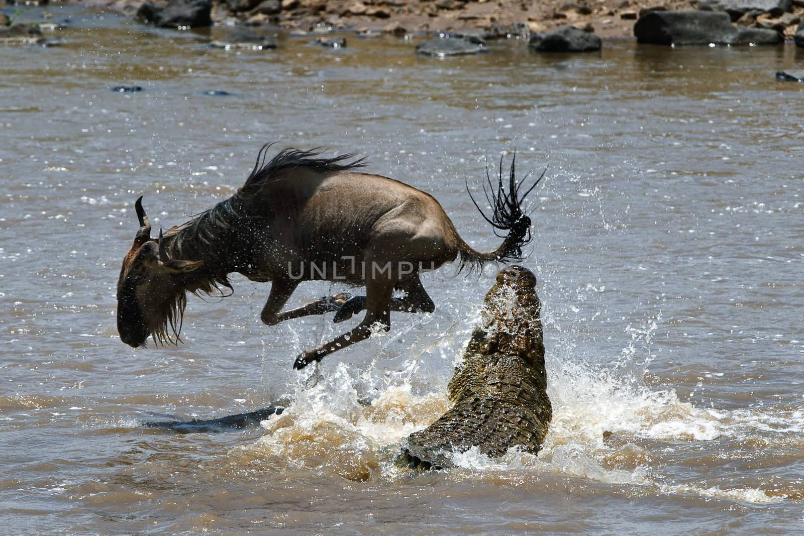 Crossing through the river Mara.The antelope has undergone to an attack of a crocodile.