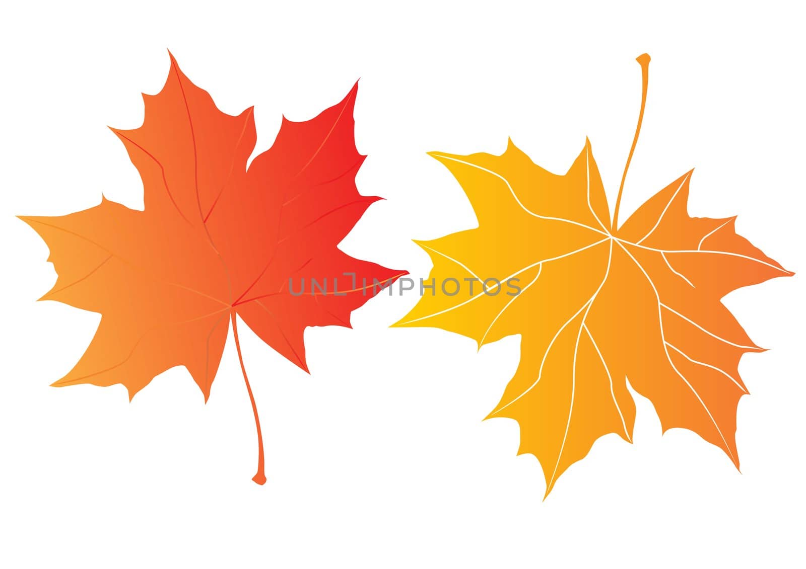 two autumn maple leaves over the white background